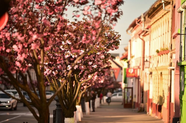 FOTO: Cireșii japonezi au înflorit pe o stradă din Cisnădie. Spectacol de culoare