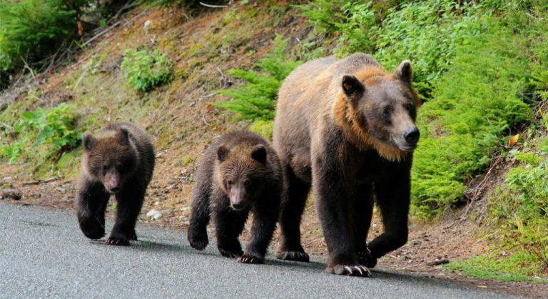 RAPORTOR LOCAL. Ursul comunitar. Primarul – agent principal de pază și promisiunile ministrului Mediului. Primarul din Porumbacu de Jos va deveni o mică vedetă județeană