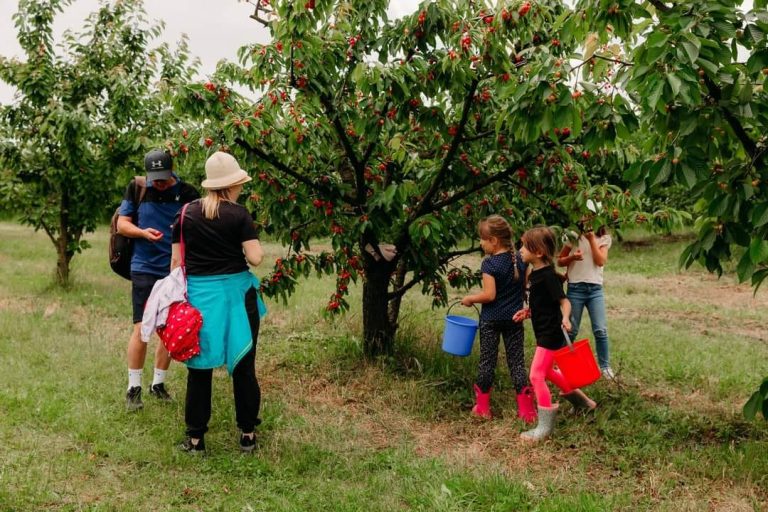 Cules de cireșe la Livada Rodiana: Intrare liberă și prețuri atractive