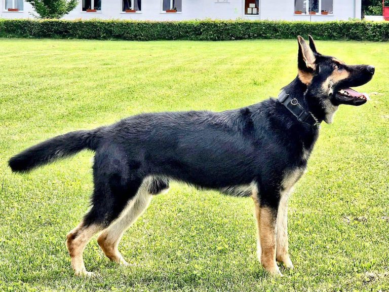 Poliția Română cumpără 60 de câini. Sibienii pot afla detalii la Centrul Chinologic