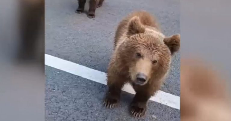 FOTO/VIDEO: Un șofer a chemat ursul în mașină, pe Transfăgărășan. Și ursul a venit