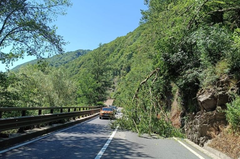 ALERTĂ TRAFIC/FOTO: Copac căzut pe carosabil pe Valea Oltului