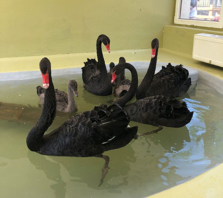 FOTO: Noi atracții la Grădina Zoologică din Sibiu