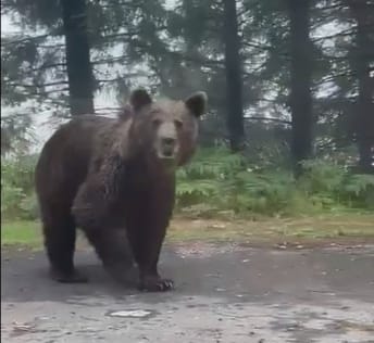 FOTO/VIDEO: Un urs a ieșit în calea polițiștilor din Sibiu