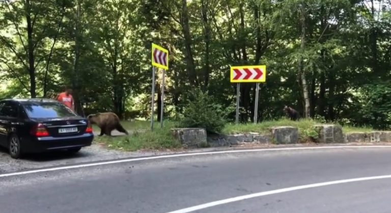 FOTO/VIDEO – Turiști atacați de urs pe Transfăgărășan. S-au oprit să hrănească animalul și să facă poze cu el