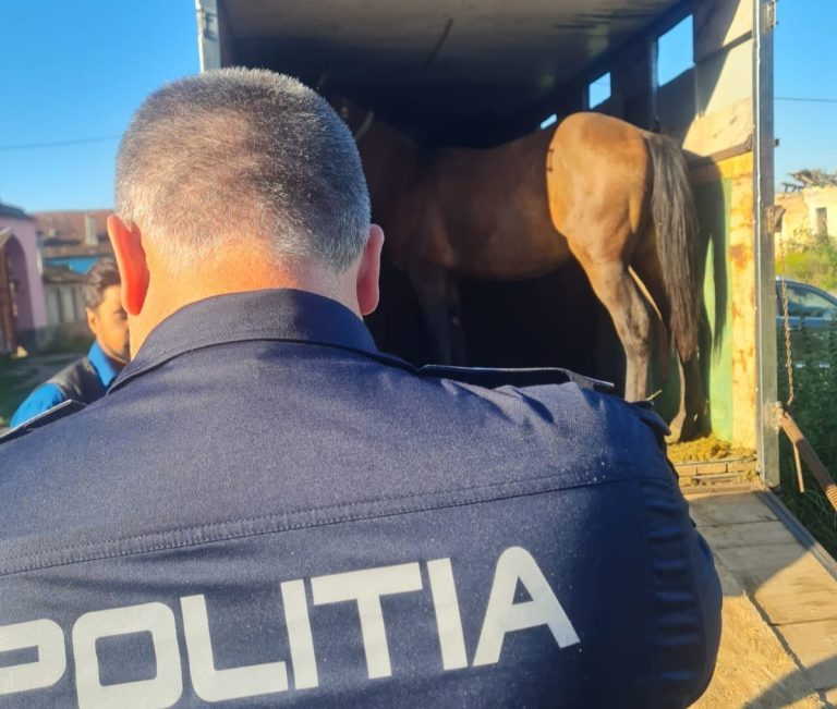 Amenzi de zeci de mii de lei la un târg ilegal de animale  în Agnita