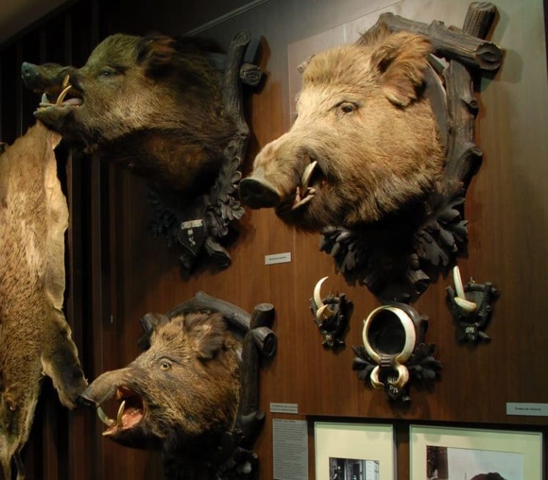 Acces gratuit la Muzeul Cinegetic „August von Spiess” din Sibiu de Ziua Mondială a Reducerii Riscului la Dezastre