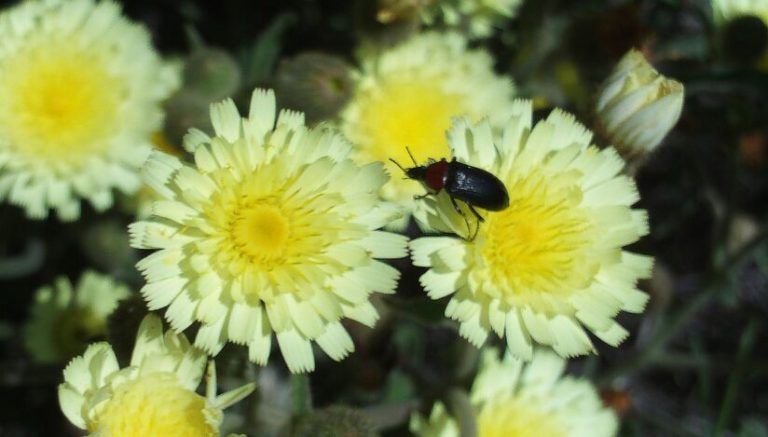 Descoperire spectaculoasă în Carpați: o plantă de peste 60.000 de ani. Ar putea fi cel mai vechi organism viu de tip plantă de pe Pământ