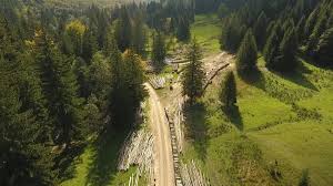 Două decenii de existență pentru Asociația Administratorilor de Păduri din România. Aceasta e condusă de un sibian