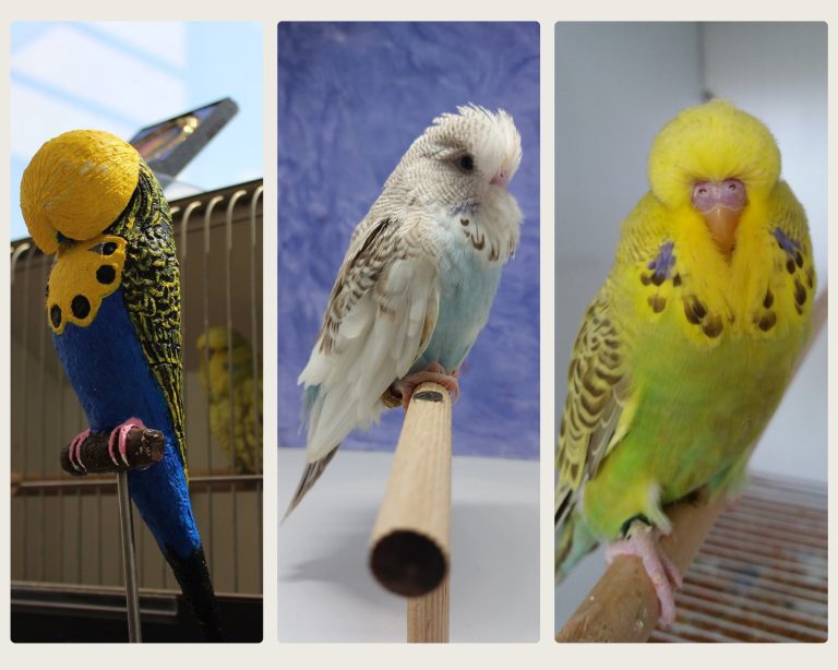 Ce faceți în weekend? La Zoo Sibiu este spectacol de culori