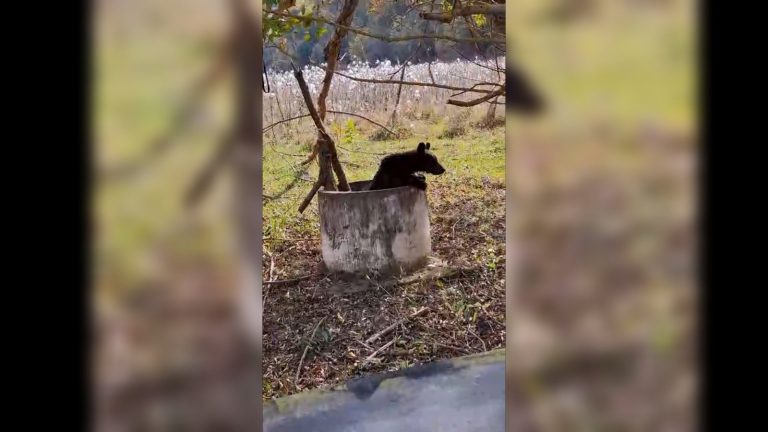 FOTO: Pui de urs căzut într-o fântână. A fost salvat de membrii SVSU Moșna