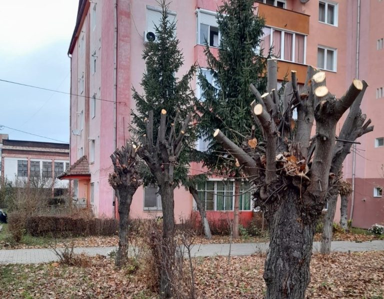O firmă din Brașov va realiza lucrări de toaletare și tăiere a arborilor uscați din Sibiu