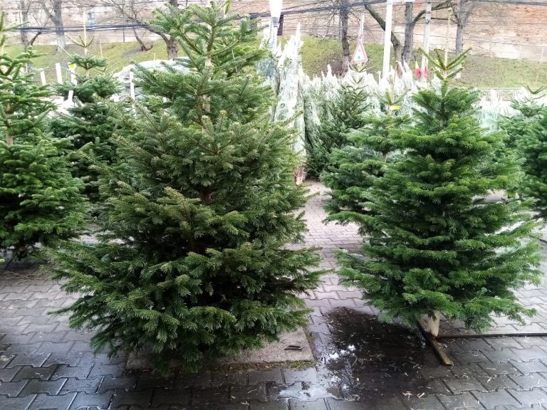 Romsilva scoate la vânzare peste 16.000 de pomi de Crăciun. Prețurile sunt atrăgătoare