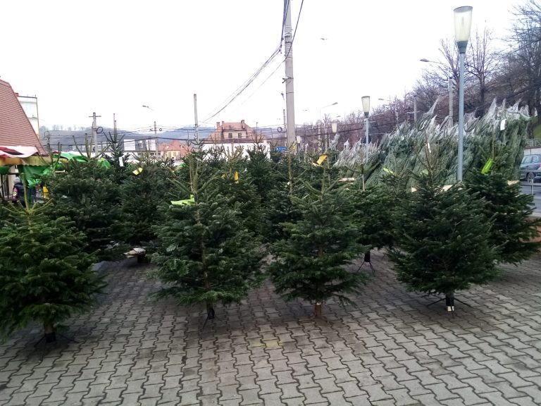FOTO: Primii brazi de Crăciun au ajuns la Mediaș. Care sunt prețurile din acest an