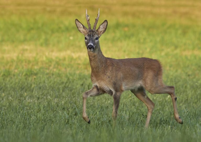 VIDEO: Călin Georgescu despre saloanele de înfrumusețare. „O căprioară nu se duce să se penseze”