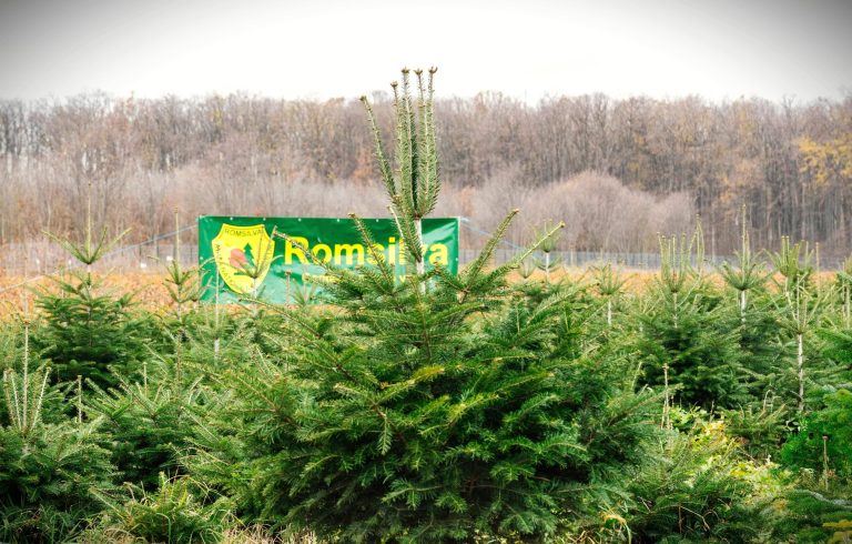 Romsilva oferă la vânzare peste 18.000 de pomi de Crăciun