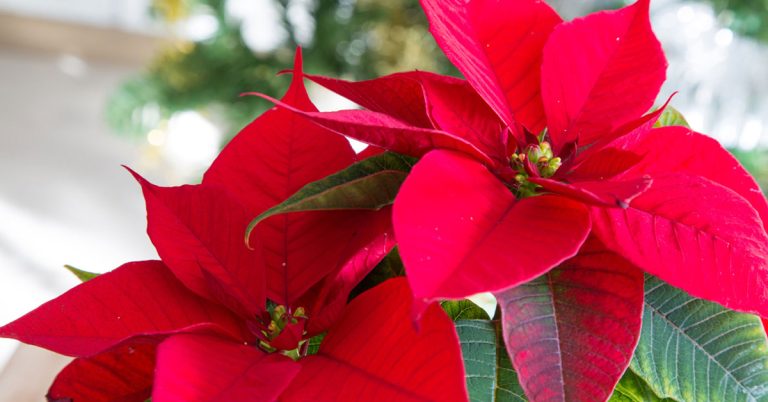 Peste 700.000 de români își sărbătoresc onomastica în prima zi de Crăciun