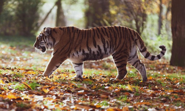 Angajat al Grădinii Zoologice Pitești, ucis de un tigru: Tragedie cauzată de nerespectarea protocolului de siguranță