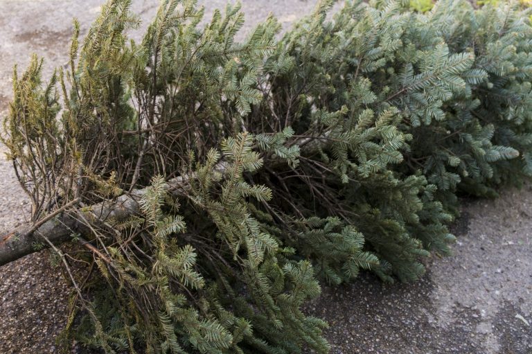 SOMA Sibiu colectează brazii de Crăciun: Detalii despre programul de reciclare