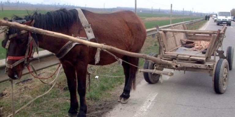 Bărbat din Dumbrăveni, reținut și amendat după ce a bătut un cal și l-a abandonat în șanț