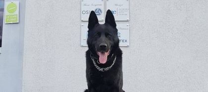 Centrul Chinologic Sibiu îl serbează pe Șuier