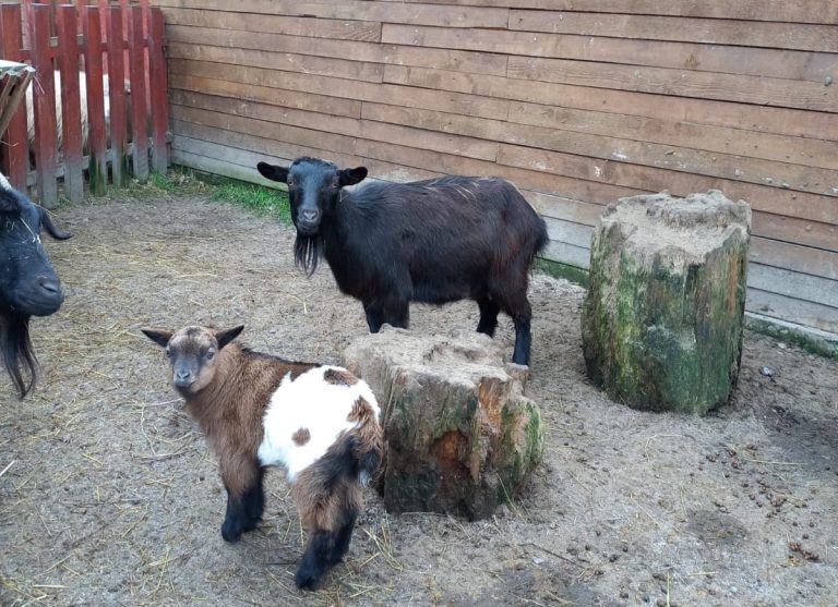 FOTO: Peste 7.000 de persoane au vizitat Zoo Sibiu în vacanța de iarnă. Sibienii, invitați să alegă numele unui animal