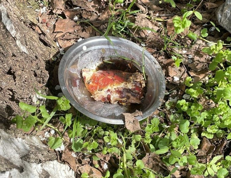 FOTO: Boluri cu mâncare otrăvită pentru câini, în Sibiu. Semnal de alarmă tras de Animal Life