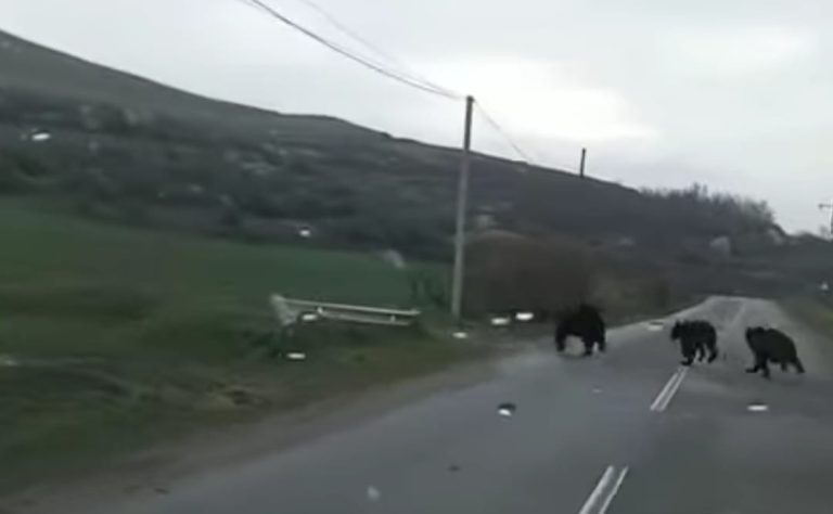 FOTO/VIDEO: Ursoaică cu doi pui filmată între Dârlos și Alma