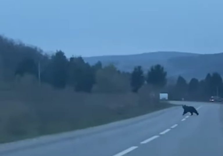 FOTO/VIDEO: Un urs a fost filmat pe DN 14, lângă Mediaș