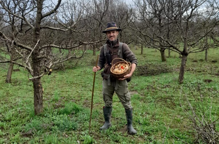 Culesul de ciuperci în județul Sibiu: sfaturi pentru o experiență sigură și informată