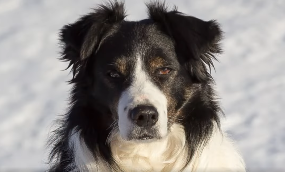 Primul câine salvator din România se pregătește de pensionare