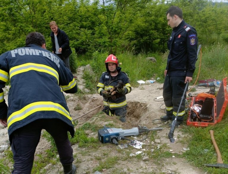 FOTO: 5 cățeluși salvați de pompierii din Mediaș. „Dumnezeu să îi binecuvânteze cu sănătate și putere de muncă”