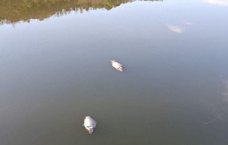 FOTO: Dezastru la Barajul Eleșteu din Mediaș. Au fost găsiți pești morți