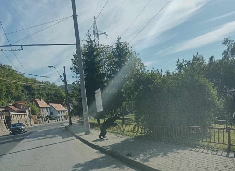 VIDEO: Problema urșilor care ajung în Mediaș, discutată într-o ședință la primărie