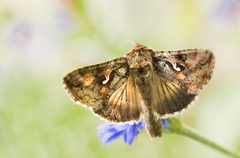 Invazie de fluturi în Sibiu. Ce este fluturele migrator Buha gamma (Autographa gamma)