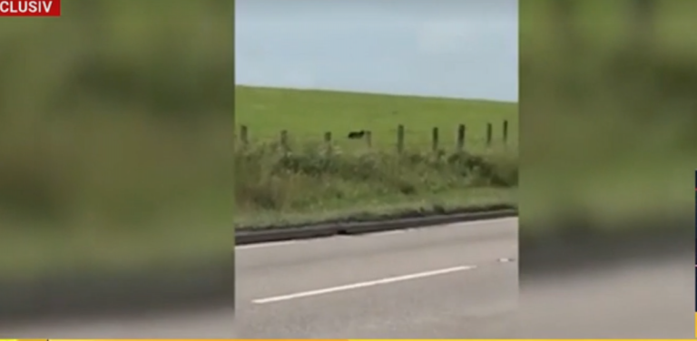 FOTO: Pantera neagră scăpată în Bulgaria ar fi ajuns în România. Panică într-un județ