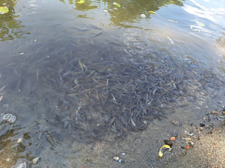 Dezastru pe râul Târnava Mică. Majoritatea faunei piscicole a dispărut din cauza poluării cu sare