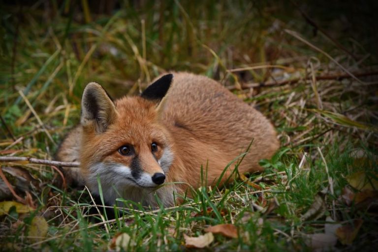 Cota de vânătoare a vulpilor din Sibiu. Despre „șireata” din vecini