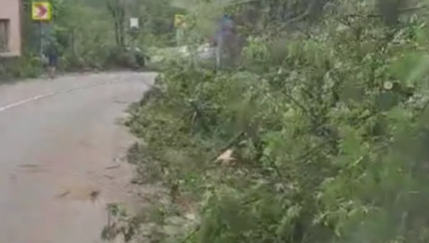 VIDEO: Ce a putut să facă furtuna de marți. Zeci de copaci doborâți de vânt