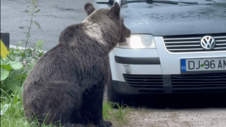 VIDEO: A încercat să lovească sau să îndepărteze ursul? Imaginile de pe Transfăgărășan care au „aprins” internetul