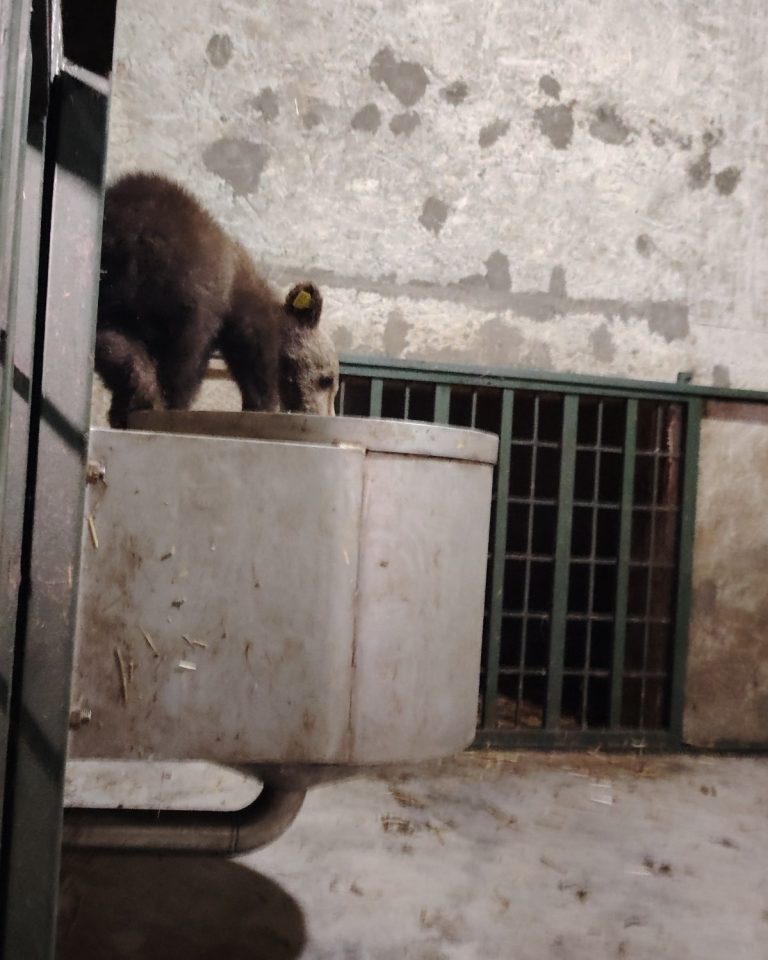 FOTO: Unul dintre puii ursoaicei împușcate pe Transfăgărășan a ajuns la Zărnești