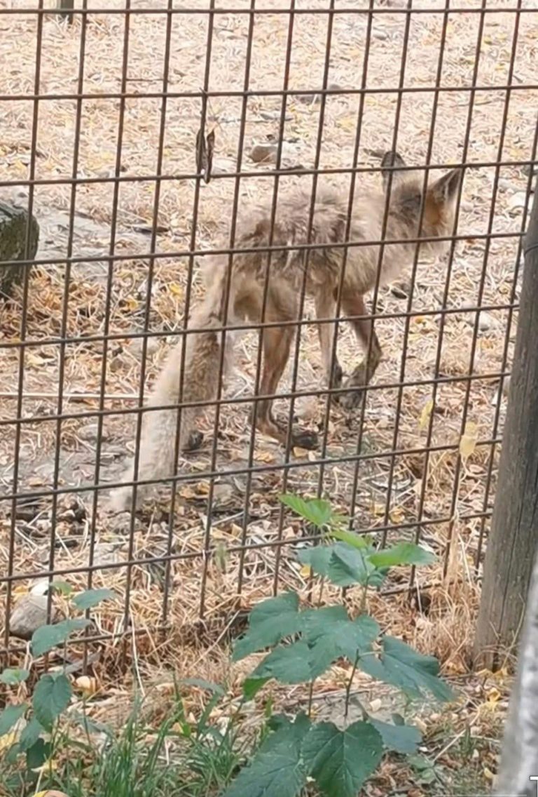FOTO: Imagine scandaloasă la Zoo Vâlcea. Animal în stare gravă, slab și cu blana căzută, ținut într-un țarc mizerabil