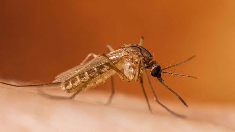 Un caz de infecție cu virusul West Nile, în județul Sibiu