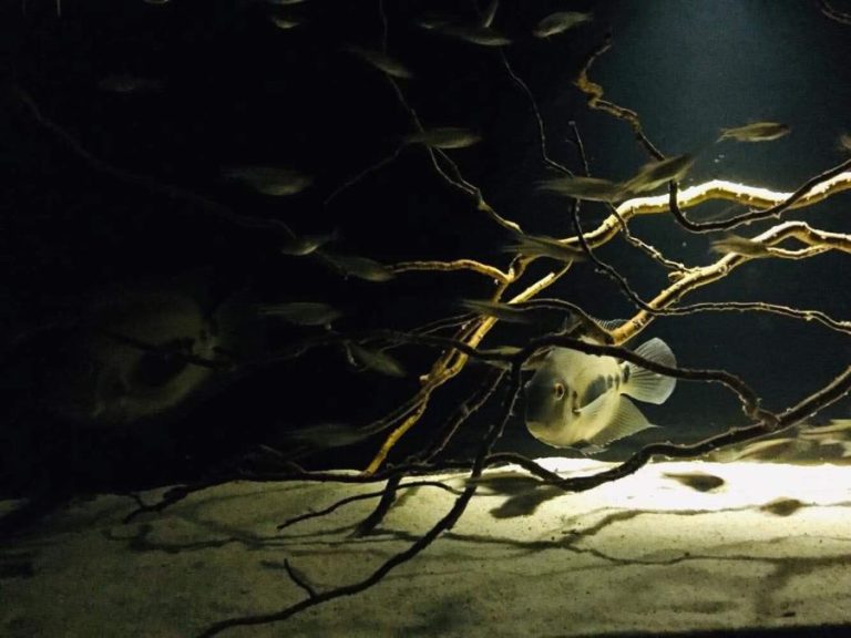 Marius Cristian Bodescu sau cum să duci pasiunea pentru acvaristică la „nebunie”