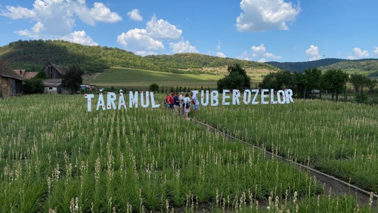 Spectacolul tuberozelor se deschide în 9 și 10 august la Hoghilag. Programul complet al evenimentului