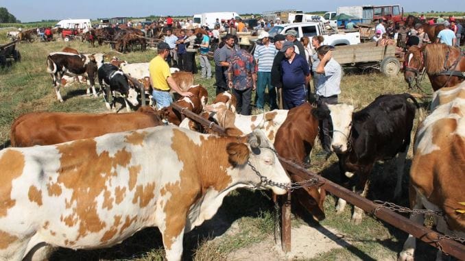 Pesta porcină face ravagii. Sărbătoarea tradițională a crescătorilor de animale din Transilvania a fost anulată