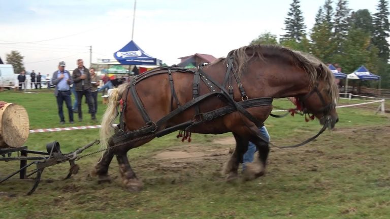Să terminăm cu primitivismul: un județ din România interzice concursurile cu cai care trag greutăți