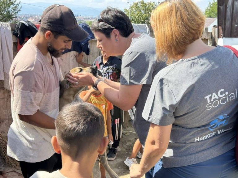 La „Gușterița de treabă” puteți steriliza, vaccina și înregistra cățeii gratuit. Ce condiții trebuie să îndepliniți