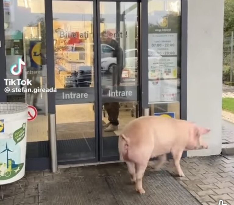 FOTO/VIDEO: S-a „băgat” carne proaspătă. Un porc VIU a vrut să intre într-un magazin Lidl