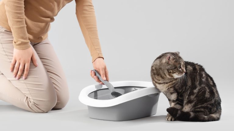 Litiera pisicii și magia silicatului – confortul suprem în casa ta